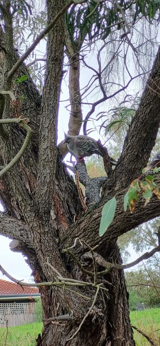 A tree with a bird on it