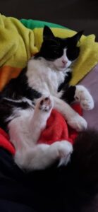 A black and white cat with fuzzy tiny paws