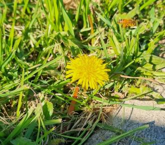 Image of a yellow flower next to a pavement