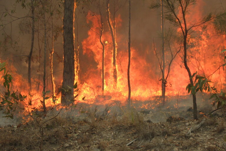 Bushfire